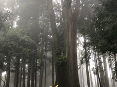 -阿里山神木遗迹