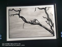 -罗红摄影艺术馆