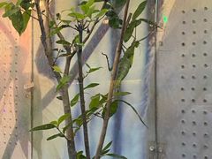 -上海大自然野生昆虫馆(东方明珠·爬宠昆虫探索中心)