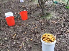 -塘栖枇杷特色园区