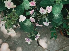 -杭州植物园