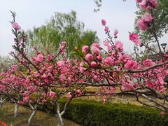 -海棠花溪(元大都城垣遗址公园)