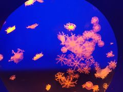 -江和美海洋公园