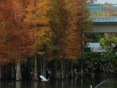 -白鹭湾湿地公园