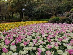 -上海鲜花港