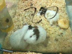 -米卢宠物公园(广华居店)