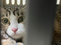 -美联众合动物医院·24h京西诊疗中心