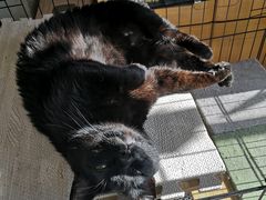 -宠福鑫康馨动物医院·骨科·眼科