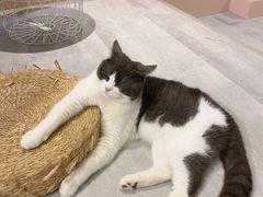-猫儿山۰猫主题餐厅