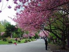 -北海道厅旧本厅舍(旧本庁舎)