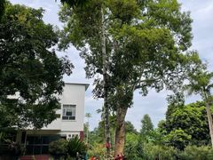 -中国科学院西双版纳热带植物园