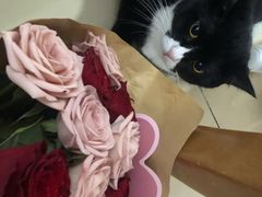 -爱尚幸福鲜花(上地实体店)