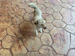 -茶颜悦色(环球奥特莱斯店)