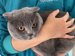 -欧奕国际动物医院