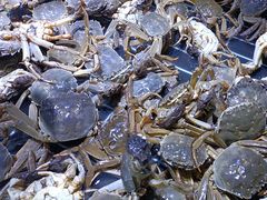 -聚盛源蒸汽海鲜火锅烤肉自助(巨川金海岸购物广场店)