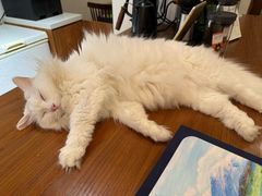 -有猫主题·治愈系猫咖(曾厝垵店)