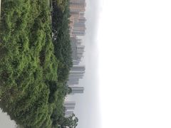 -大亚湾红树林城市湿地公园