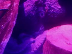 -暹罗海洋世界