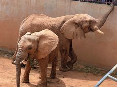 -西霞口神雕山野生动物世界
