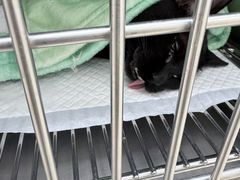 -宠福鑫康馨动物医院·骨科·眼科