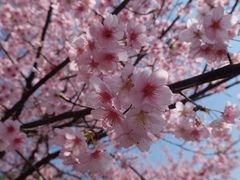 -大宁郁金香公园-停车场