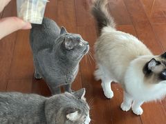 -Catmate·猫肥家润(金润铂宫店)