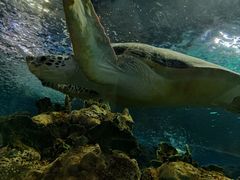 -上海海洋水族馆