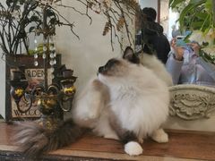 -共舞时光猫咖·狗咖(新街口店)