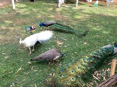 -昆明动物园