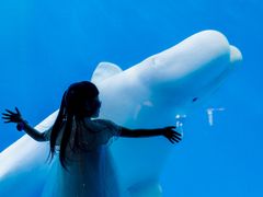 -海合安成都极地海洋公园