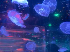 -太奥幻太奇海洋馆