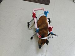 -爱妮康宠物医院·干细胞免疫细胞·肿瘤·心脏(张江店)