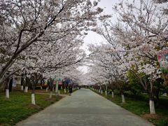 -高东镇樱花园