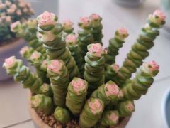 -金科花卉市场