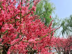 -莲花池公园