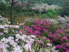 android_upload_pic-广州市石门国家森林公园