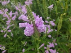 -莲花山花海