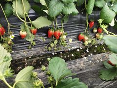 -恒绿农产品草莓采摘园