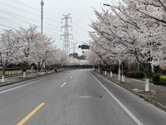 -高东镇樱花园