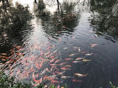 -西湖外事游船(花港观鱼码头)