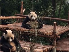 -成都大熊猫繁育研究基地