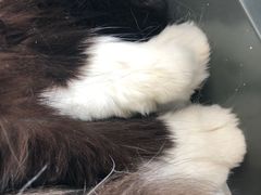 -猫腻·猫咖·撸猫馆(星光大道店)