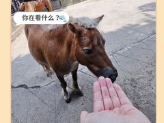 -武汉动物园