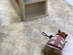 -美联众合动物医院·24h转诊中心
