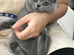 -lincat·猫舍(广州店)