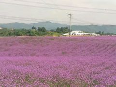 -紫颐香薰山谷景区
