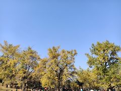 -千年银杏谷文化旅游区