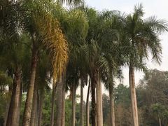 -中国科学院西双版纳热带植物园