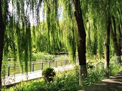 -大兴滨河森林公园