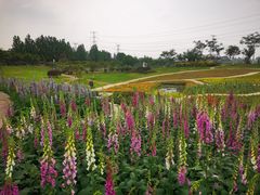 -紫颐香薰山谷景区